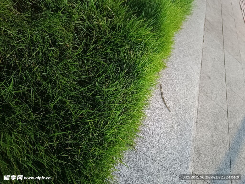 路边嫩绿青草