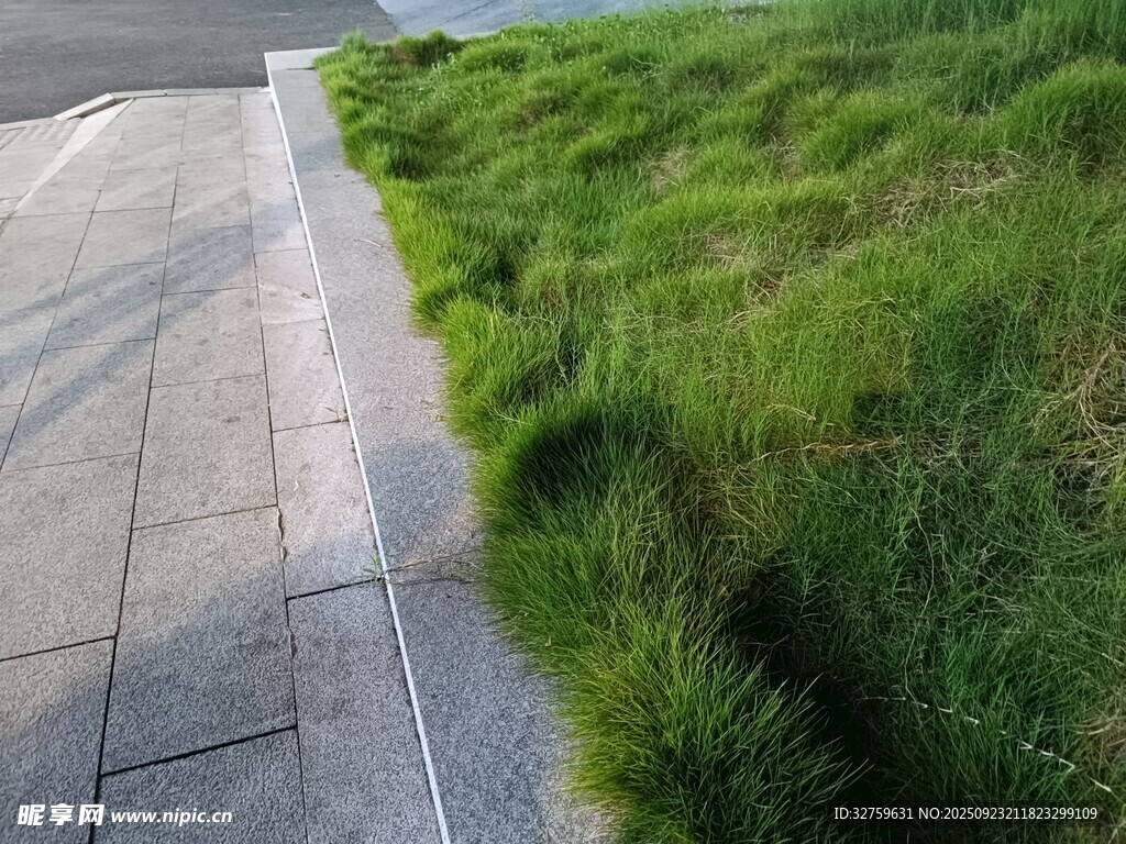 路边翠绿茂盛的野草