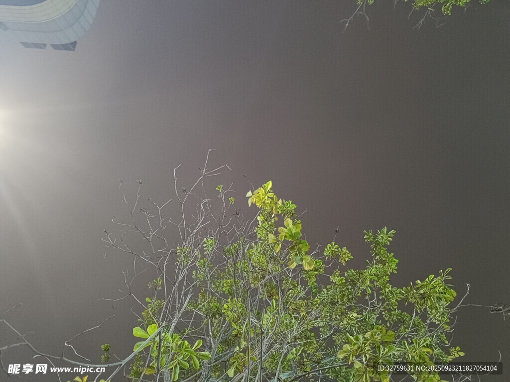湖畔绿植映微光