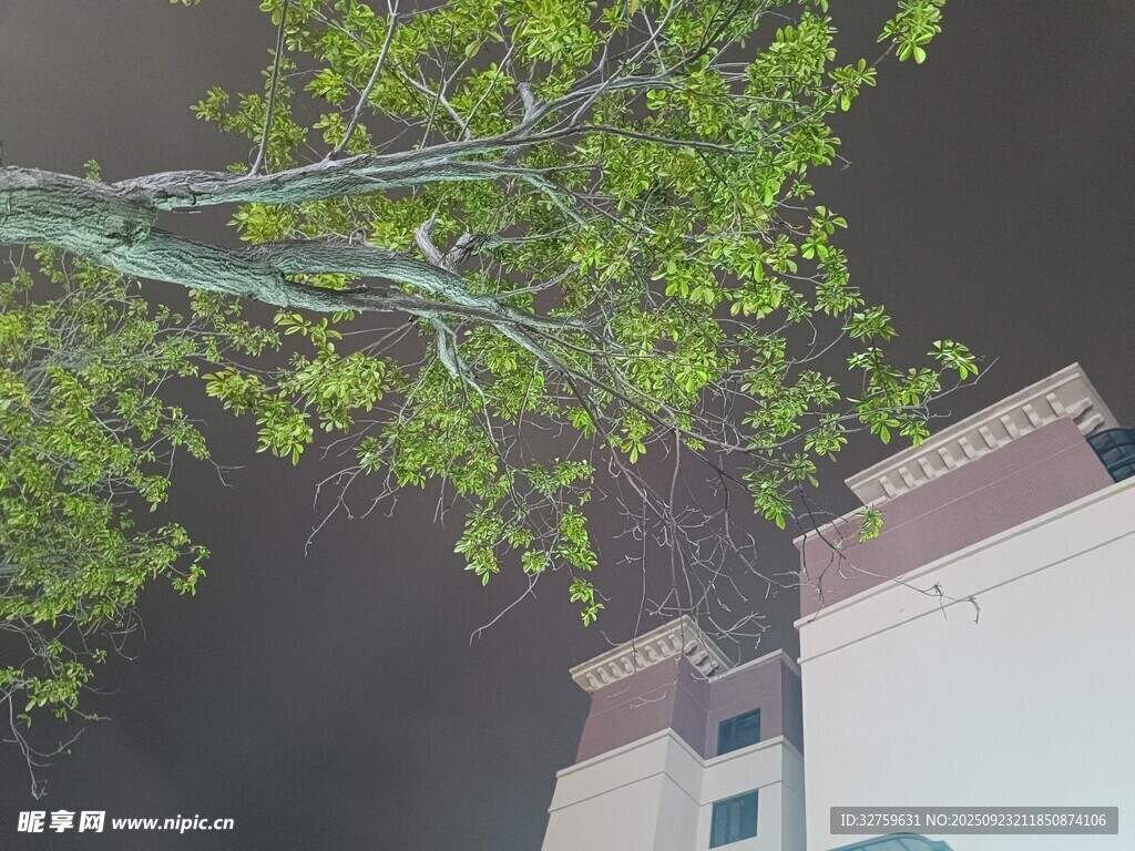 夜中树影与建筑一角