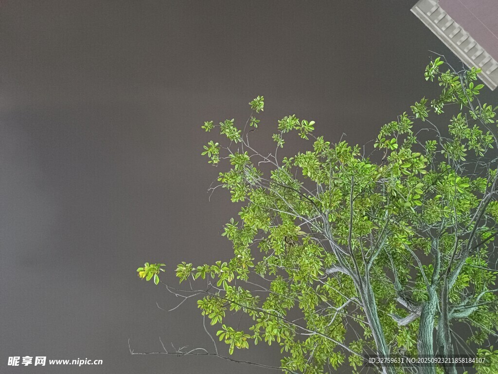窗边翠绿树木生机勃勃