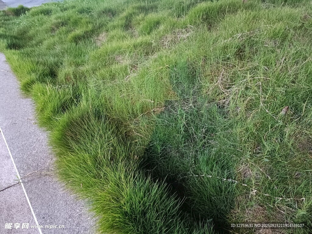 路边茂盛的绿色草丛