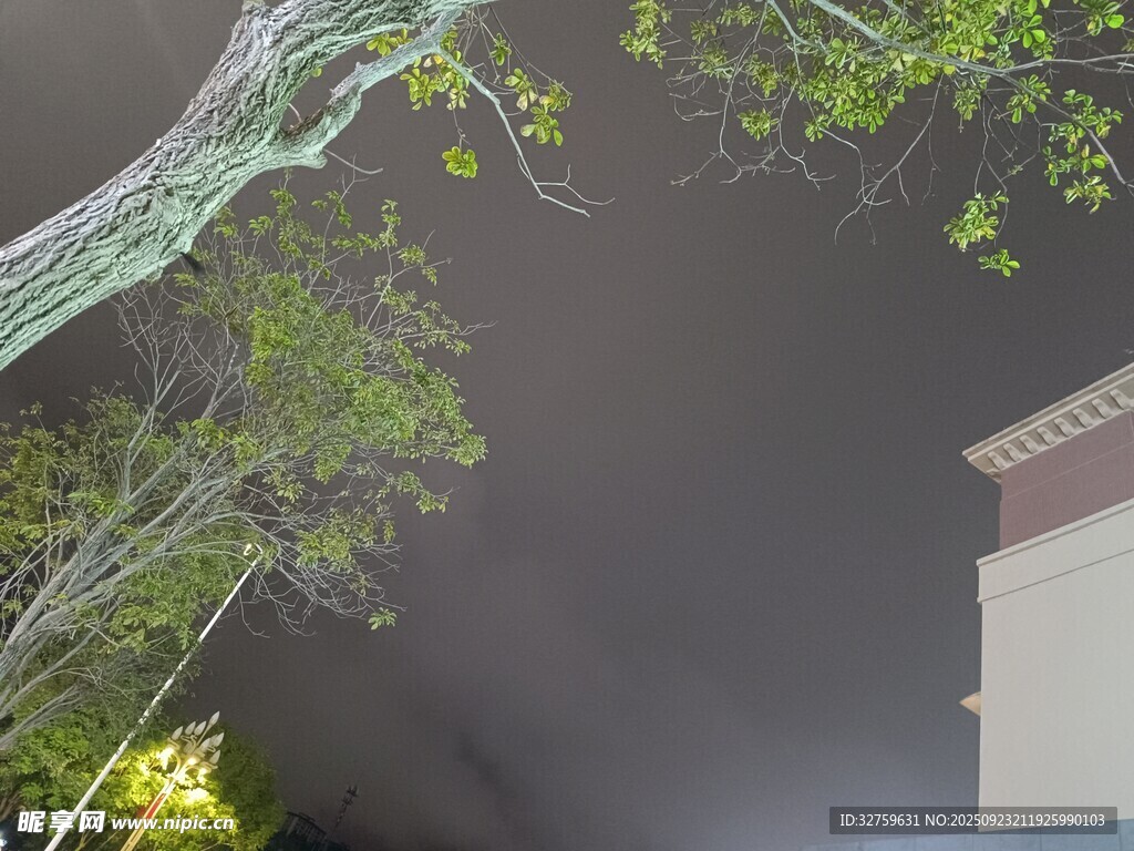 夜晚树影下的朦胧景象