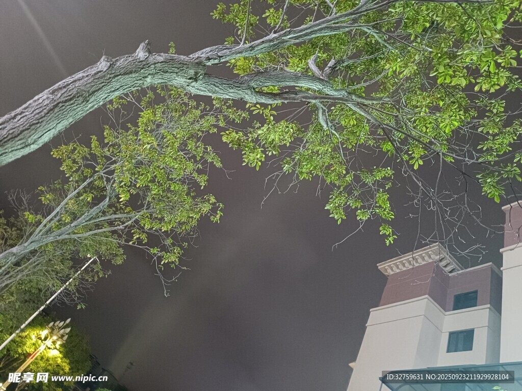 雨夜中伸展的繁茂树枝