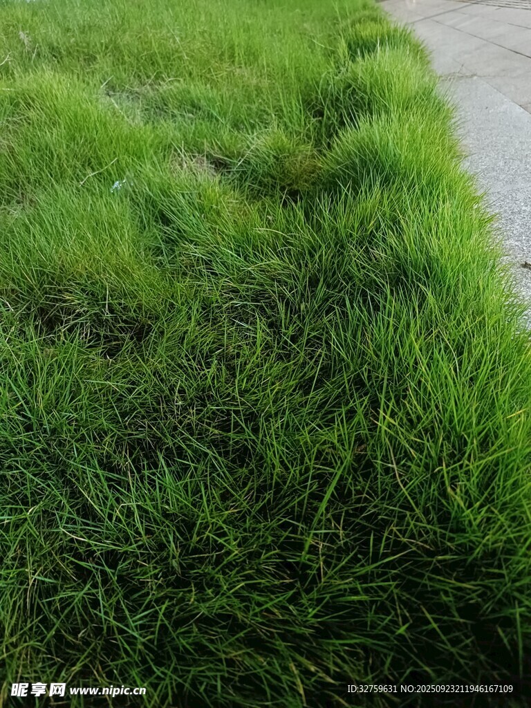 路边翠绿茂盛的青青草地