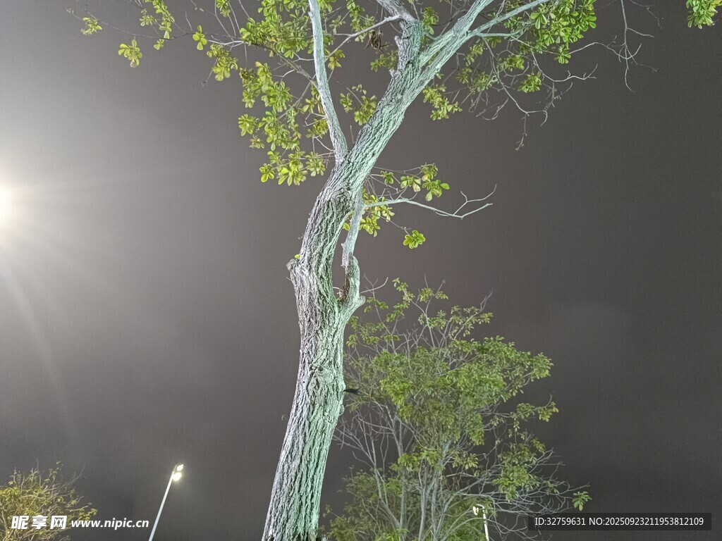 夜晚光影下的弯曲树木