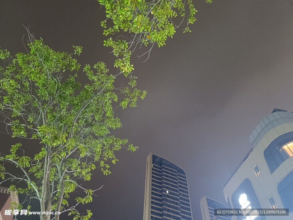 雨夜城市中的绿树与高楼