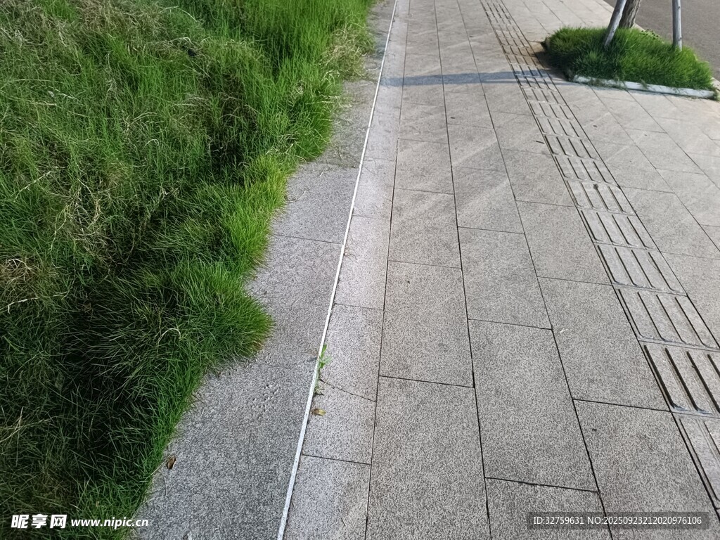 石板小径旁的葱郁绿植