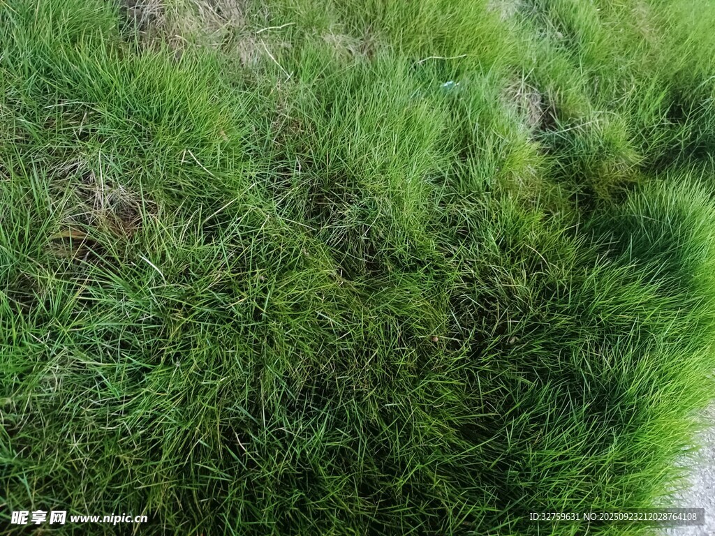 翠绿草地景观