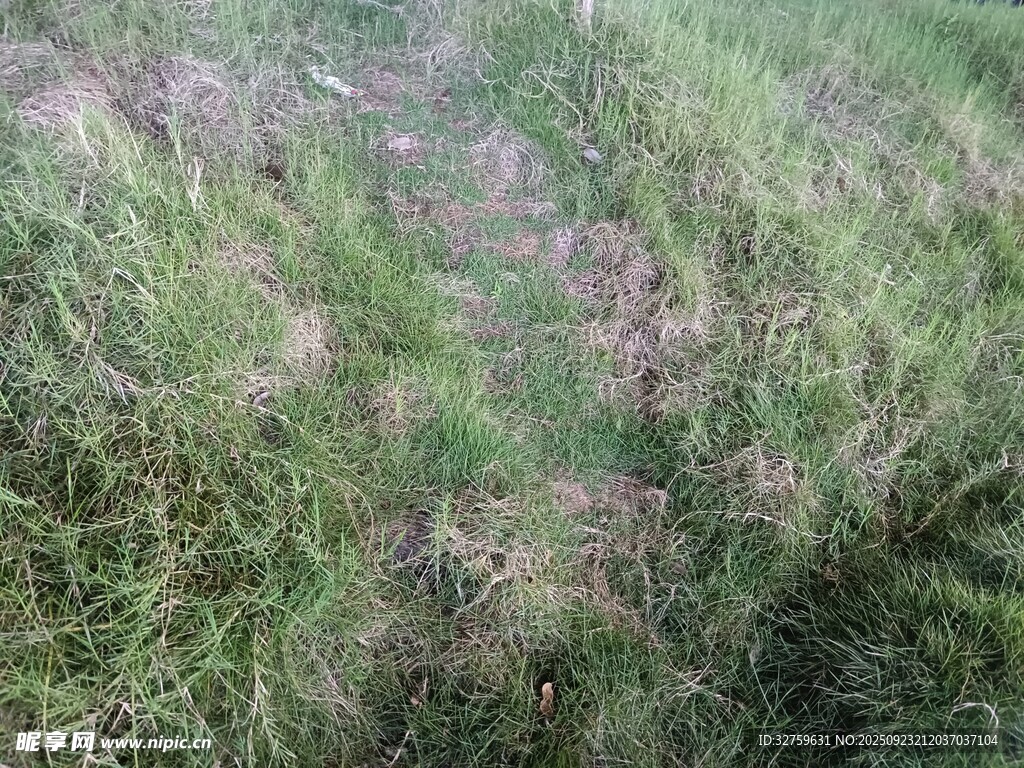 野外草地景象