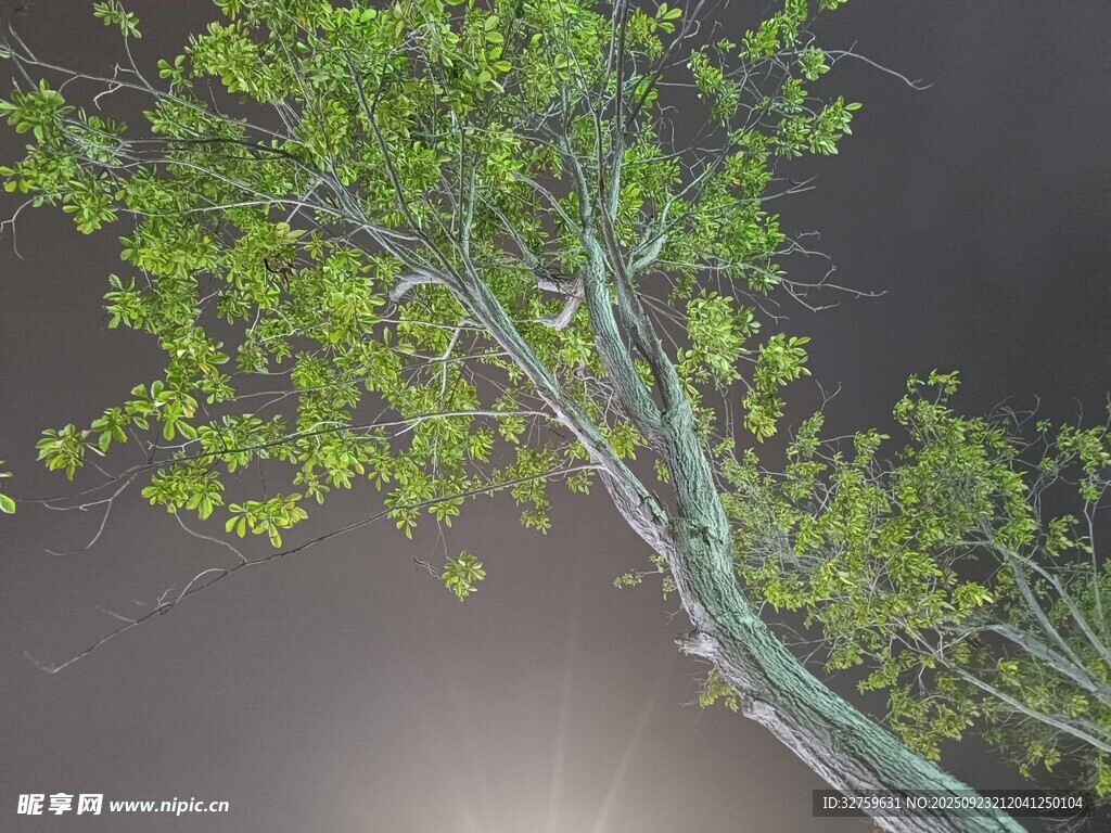 夜空下的翠绿树枝
