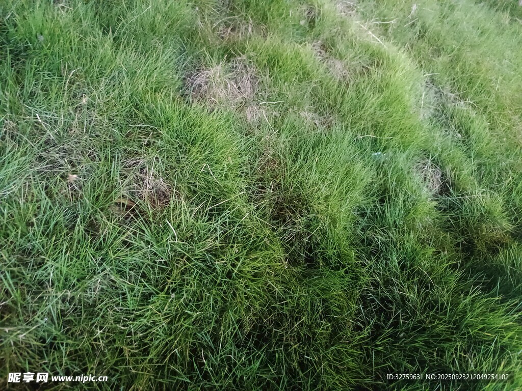 绿意盎然的草地场景
