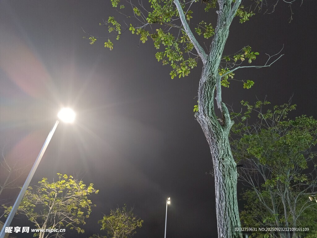 夜晚路灯下的树木景象