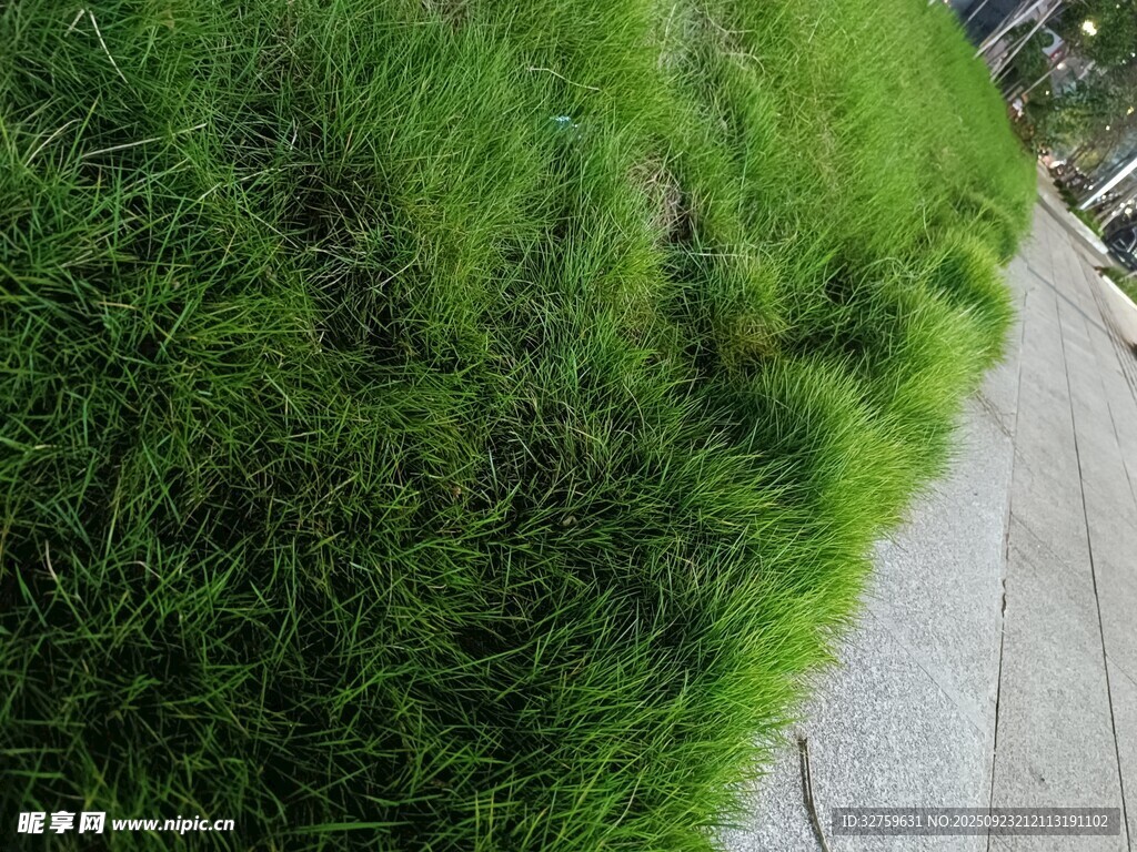 路边翠绿茂盛的青草