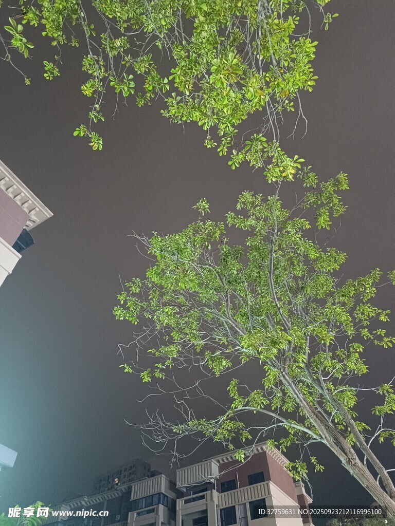 绿树掩映下的楼宇景观