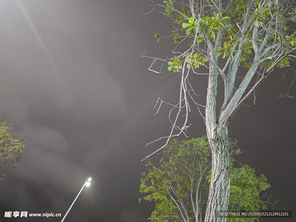 雨夜中的树木与路灯