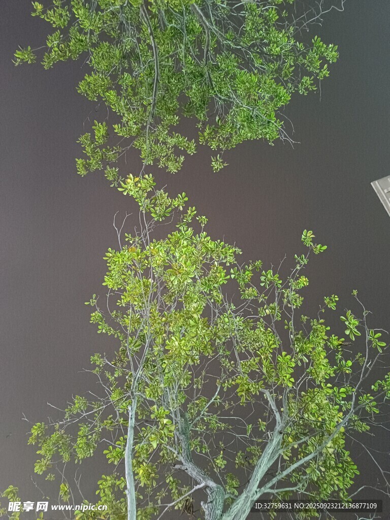 俯瞰绿树与道路景观