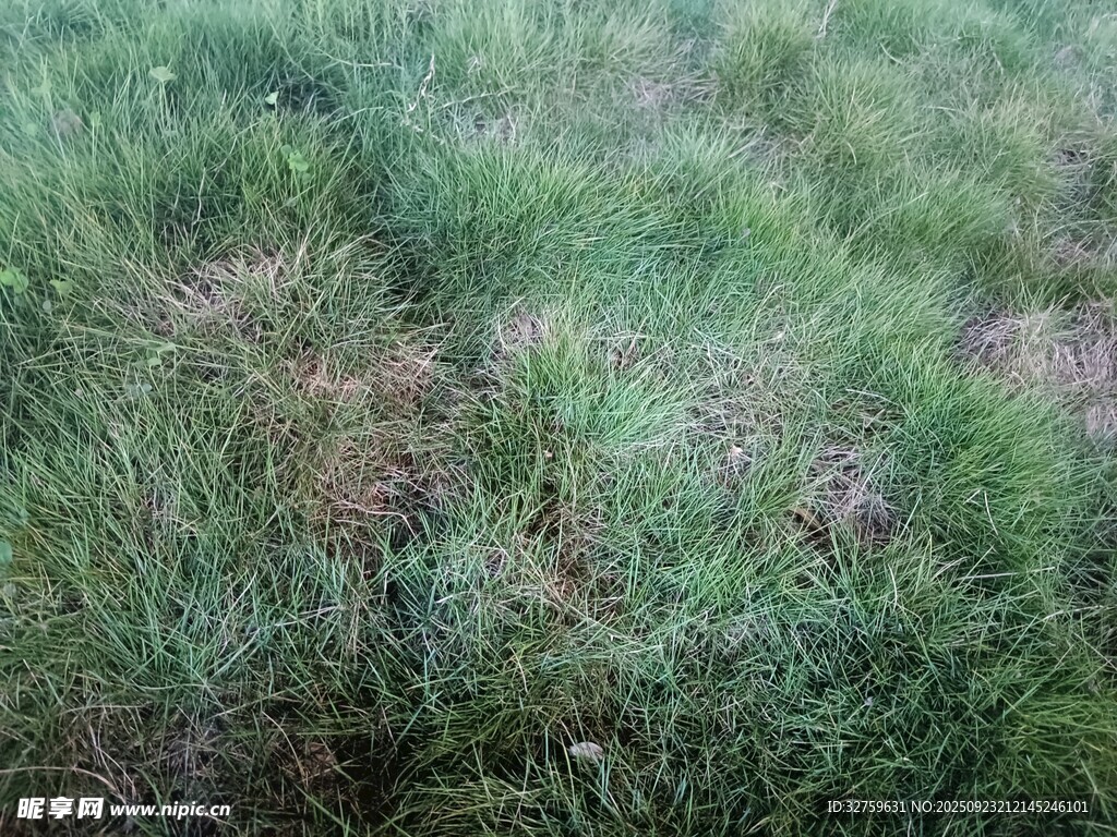 翠绿繁茂的草地景观