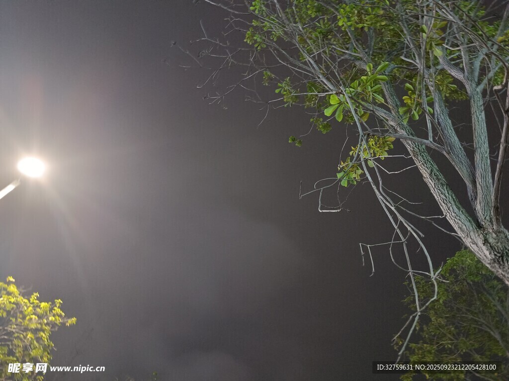 夜中树影与明亮路灯