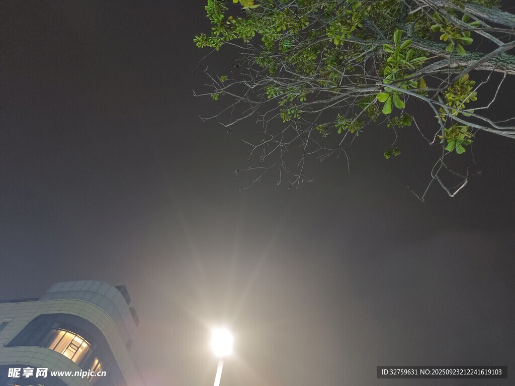夜晚路灯下的建筑与绿植