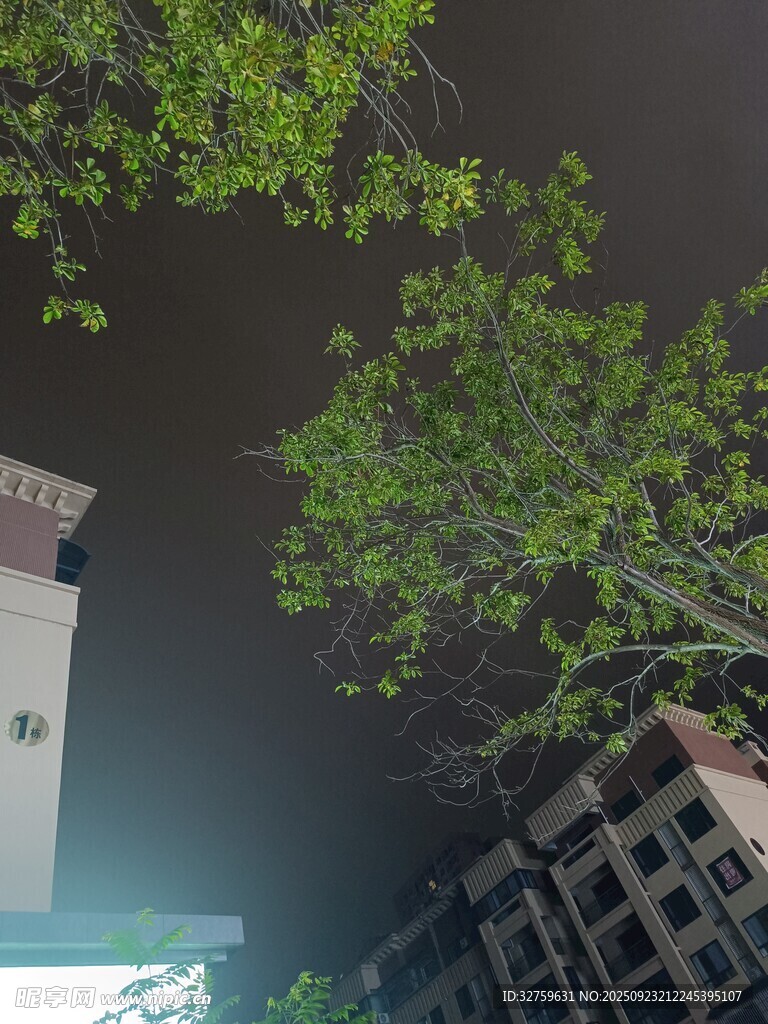 仰视绿树与建筑