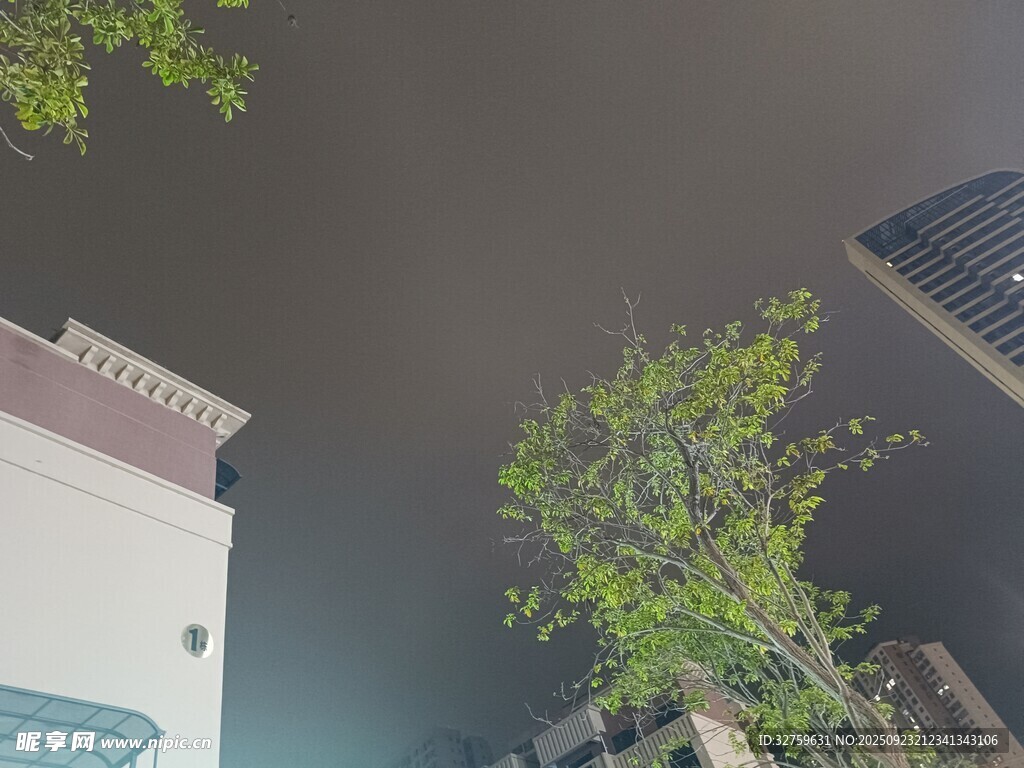 仰视视角下的绿植与建筑