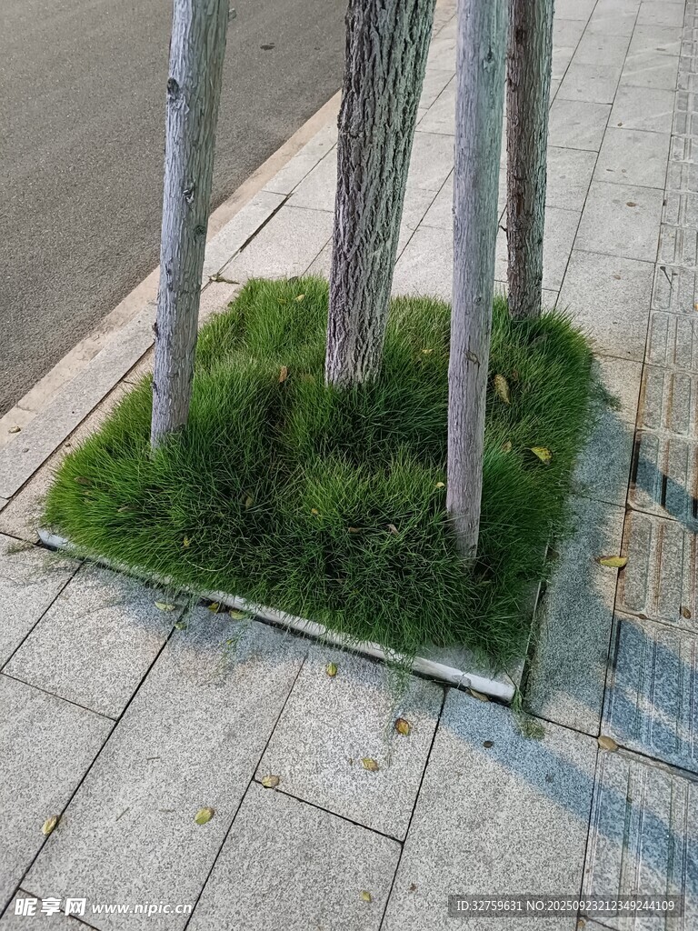 树旁方形绿植景观