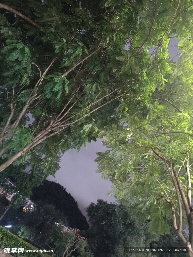 林间绿荫下的自然景致