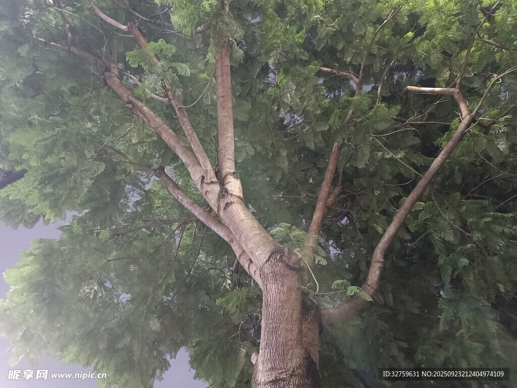 仰视视角下的繁茂树木