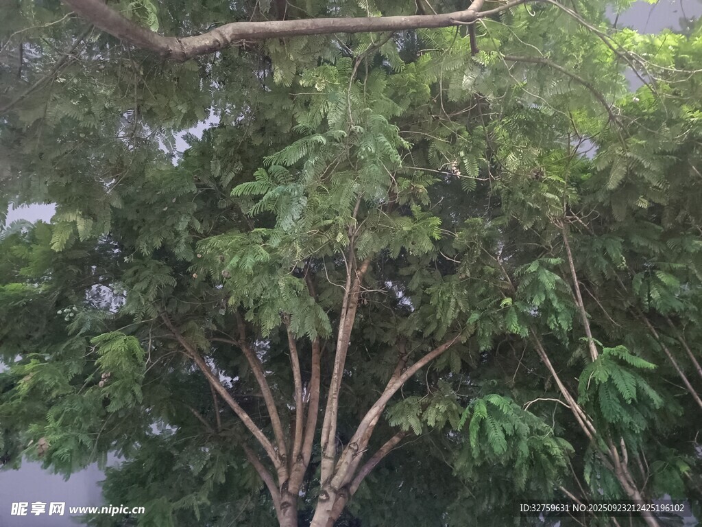 繁茂绿树 