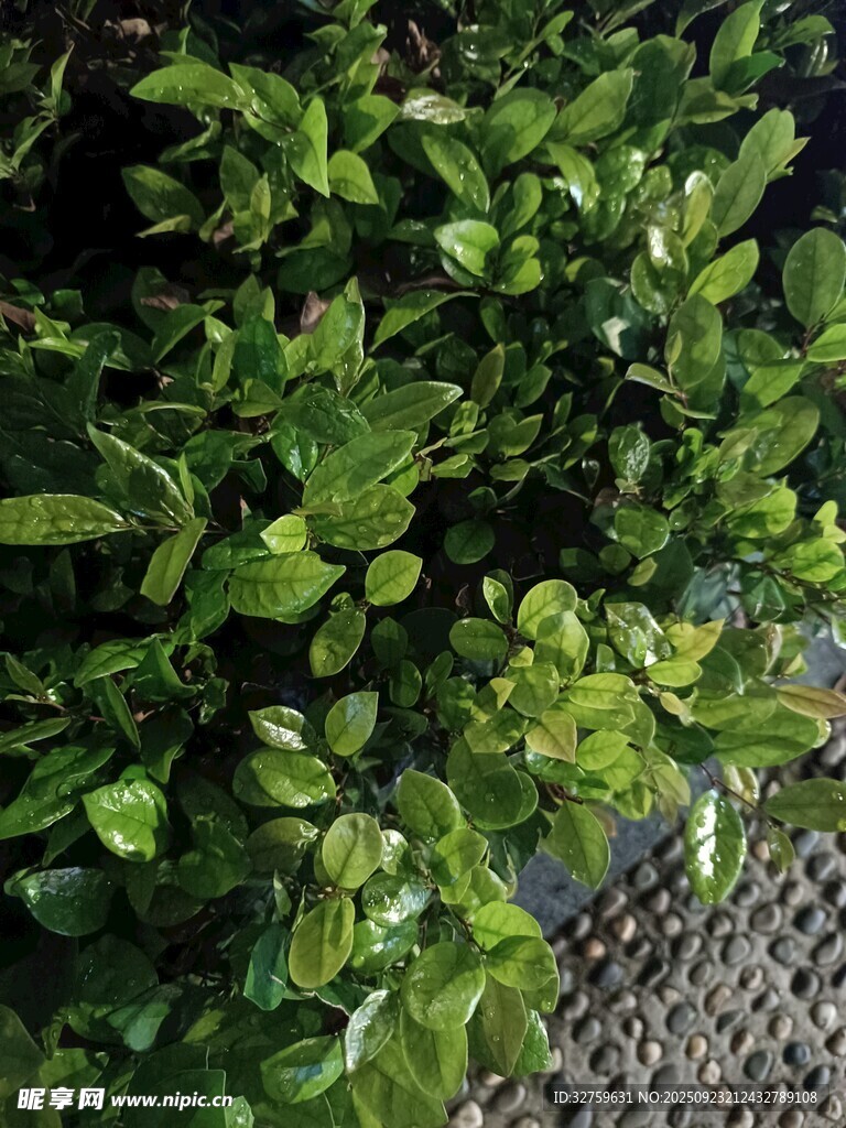 翠绿繁茂的植物枝叶