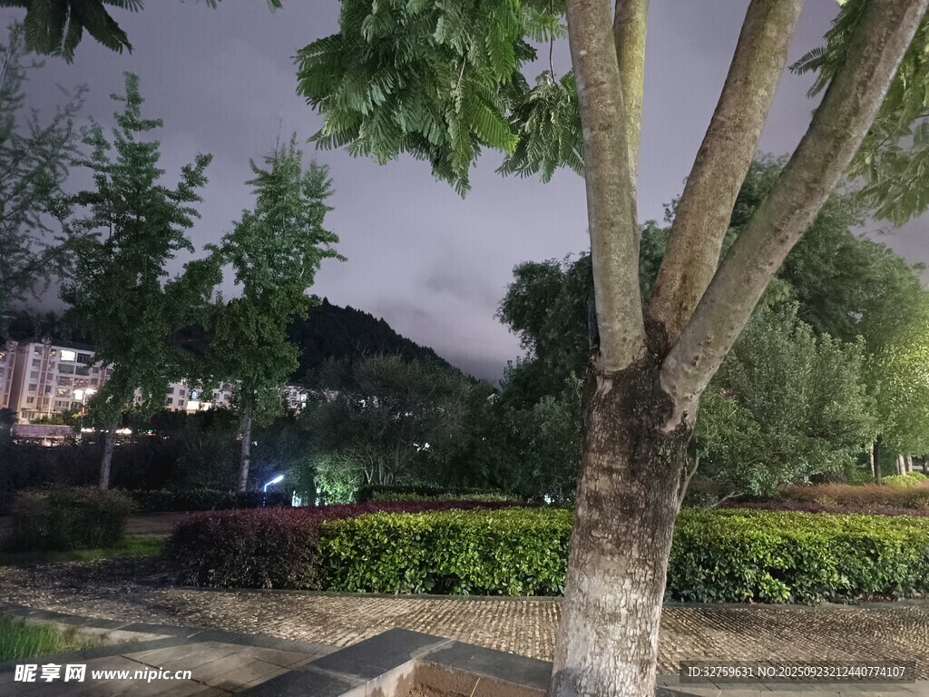 夜晚公园中的树木景观