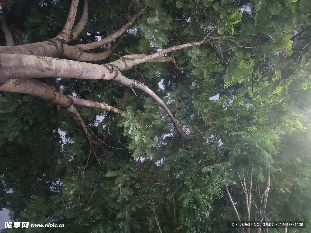 繁茂树枝与葱郁绿叶