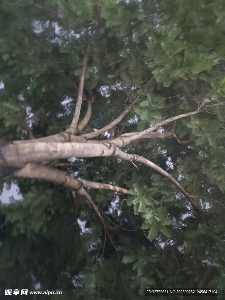 仰视繁茂大树枝干
