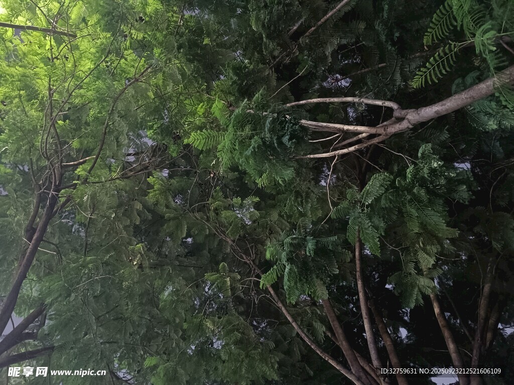 茂密树林中的繁茂枝叶