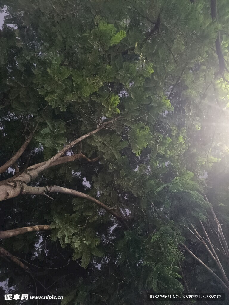 阳光透过枝叶的绿意景象