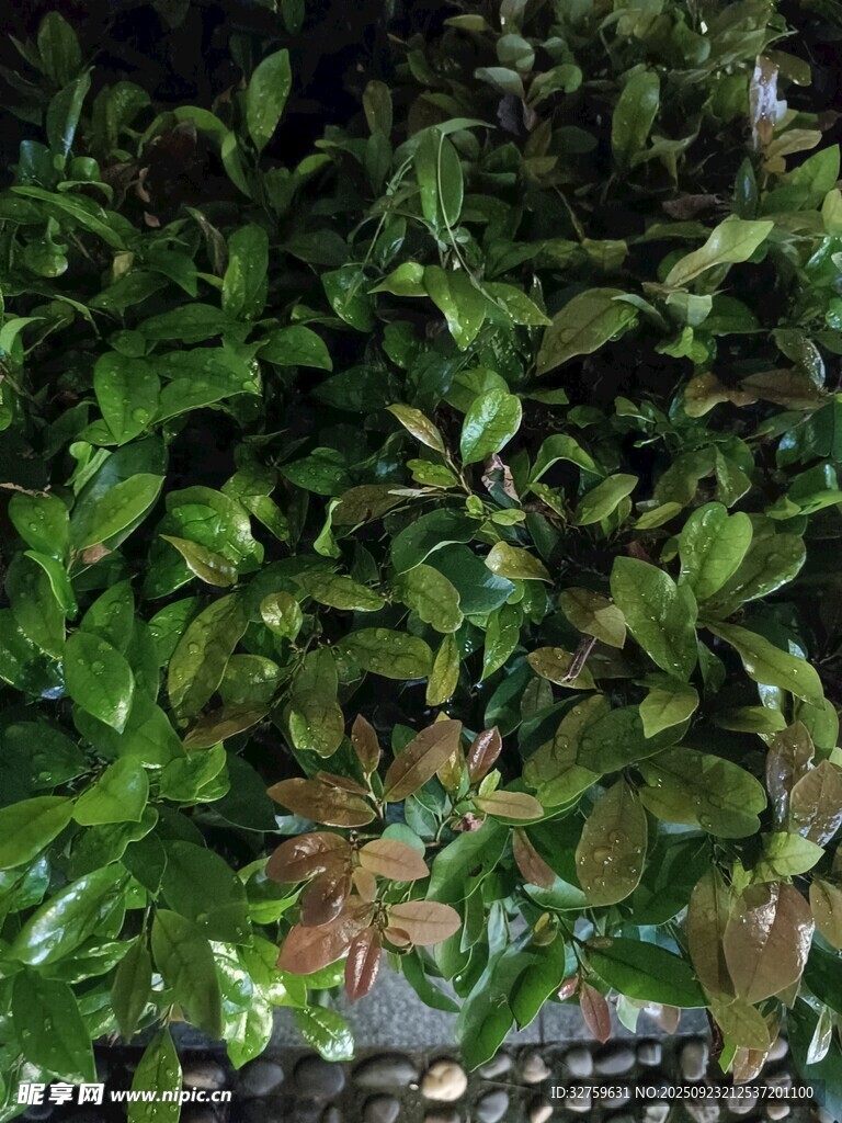 翠绿繁茂的植物景观