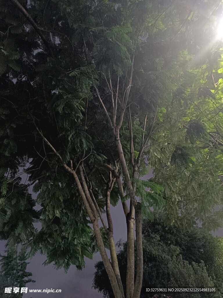 阳光穿透树林的静谧景象