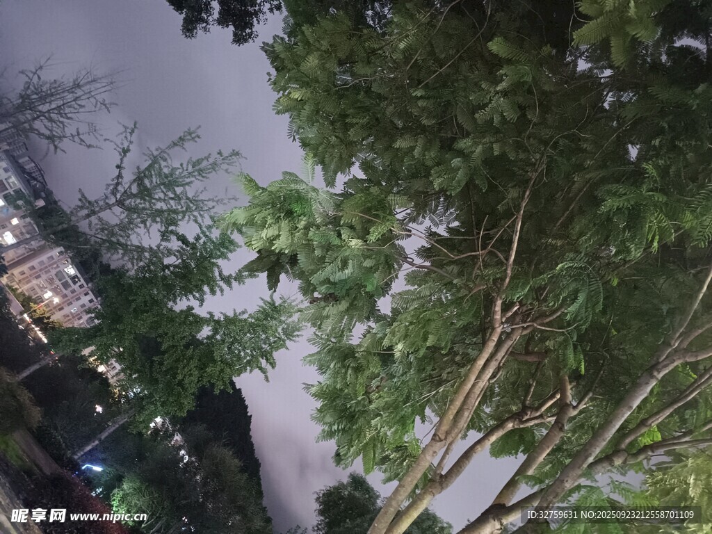 夜晚街头树木景观