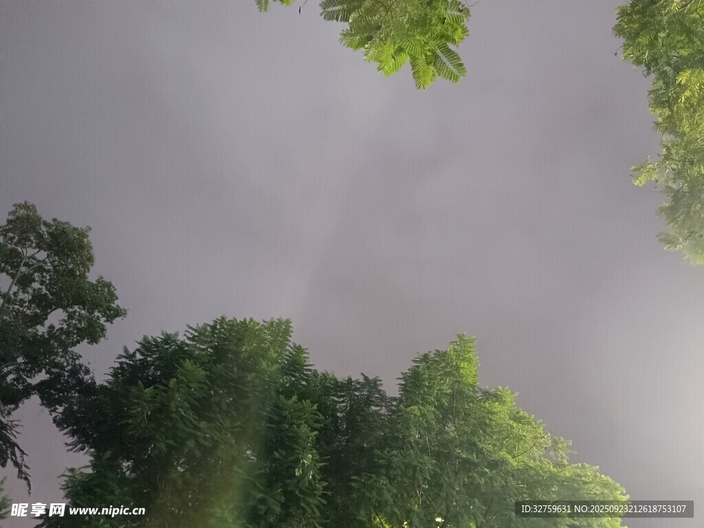 雨中树林