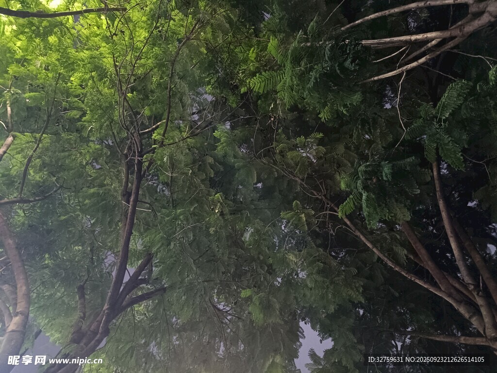 茂密丛林中的繁茂枝叶