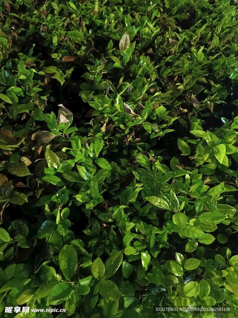 翠绿繁茂的植物景观