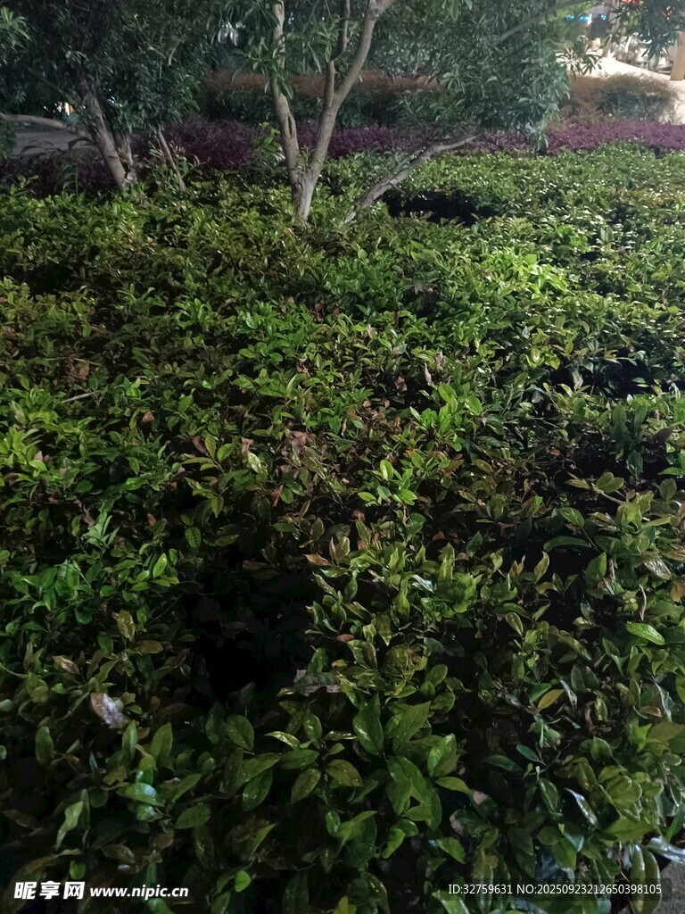繁茂绿植景观