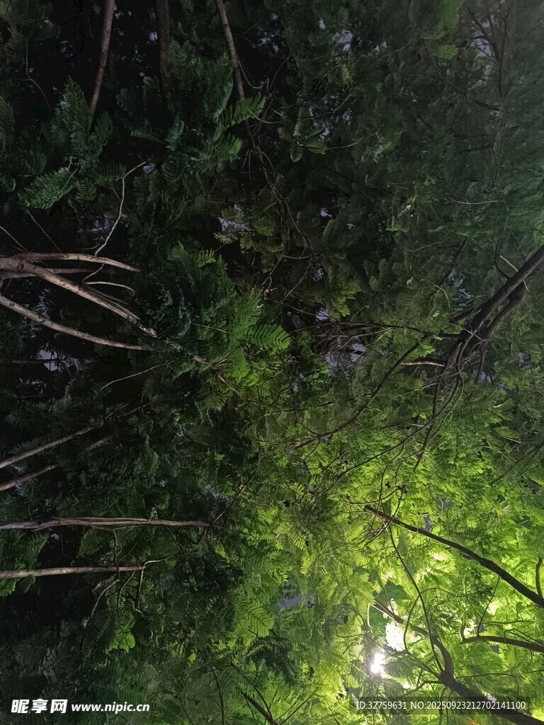 森林深处的绿意光影