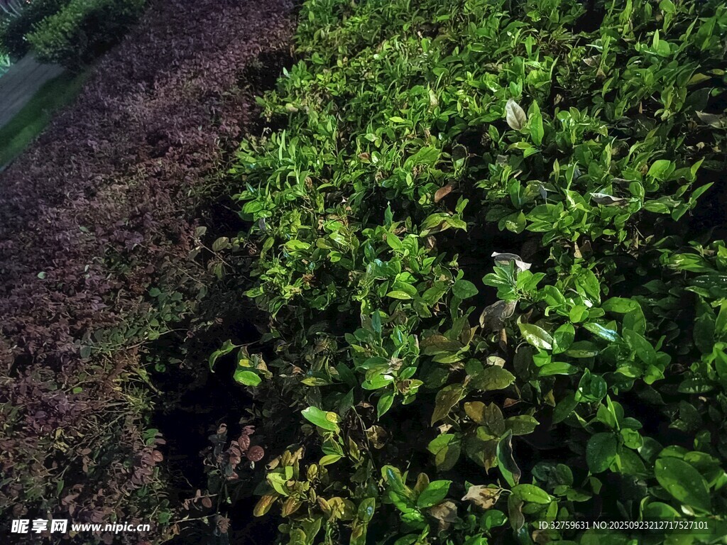 翠绿植物与深色土壤对比