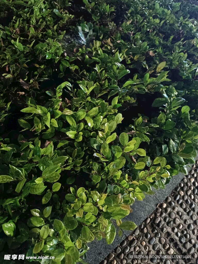 绿植墙景观