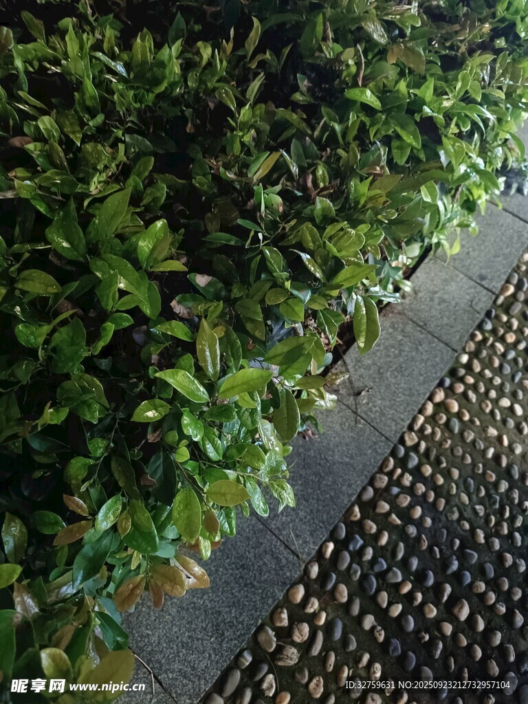 路边绿植与排水格栅景观