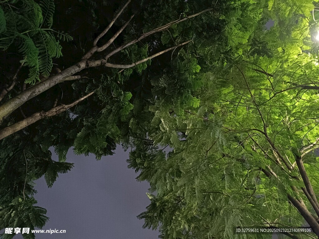 仰视葱郁树林中的天空