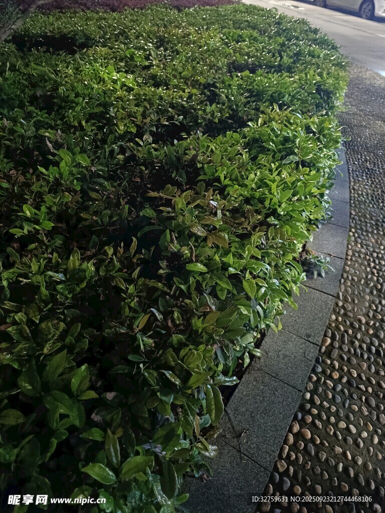 路边绿植景观