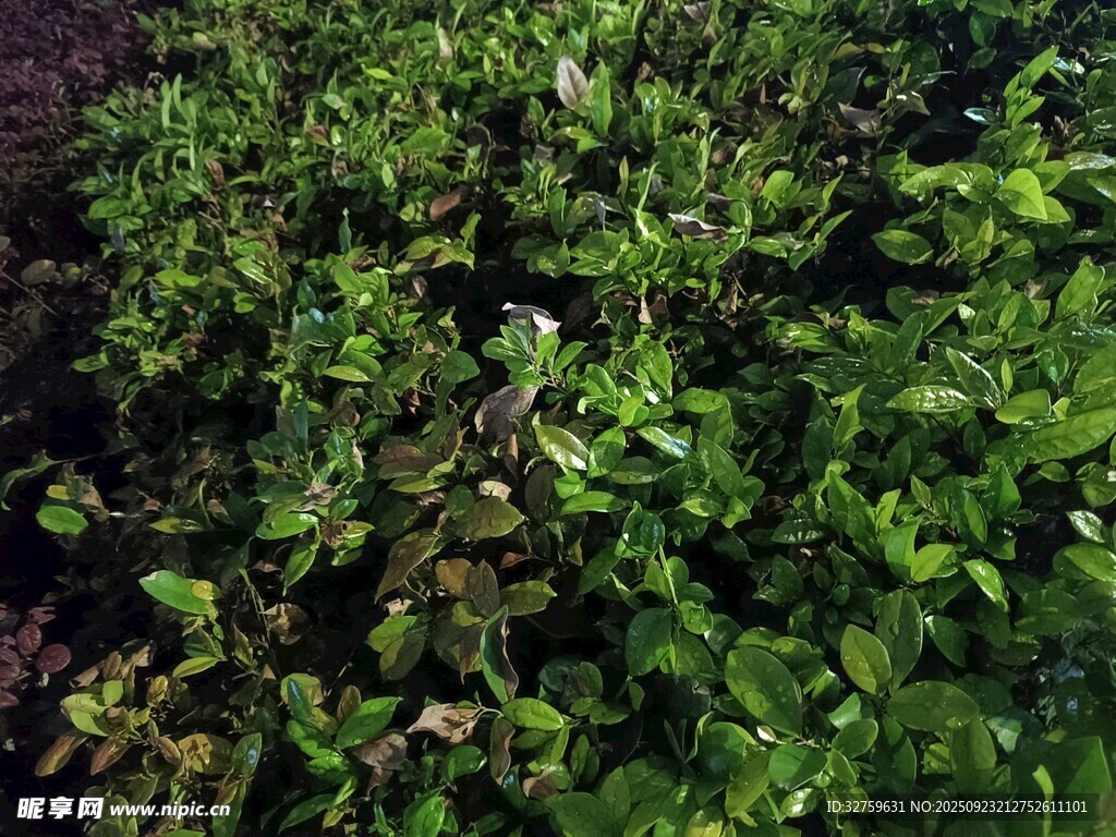 繁茂绿植景观